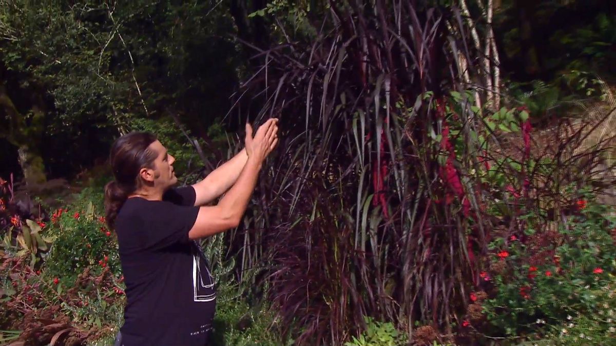 deco666 jardineria pennisetum vertigo caracteristicas