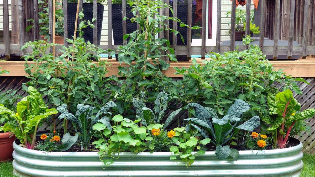 Flores como el tagete evitan la proliferación de ciertas plagas en el huerto.