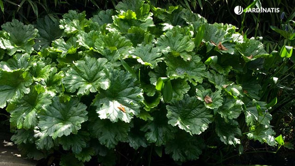 peltiphyllum peltatum darmera peltata deco 261