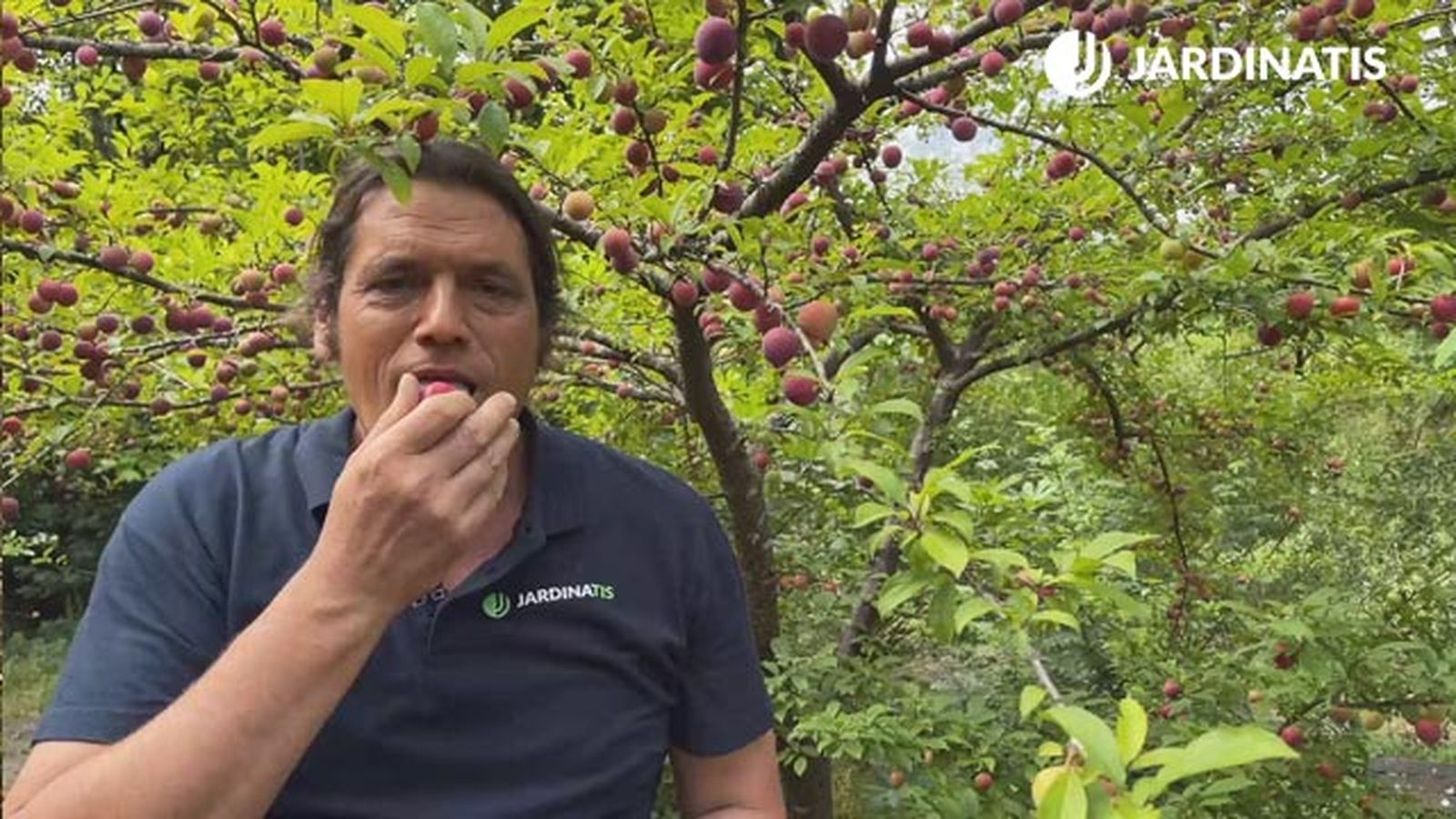 la cosecha del ciruelo en el jardin jardinatis la cosecha del ciruelo en el jardin jardinatis