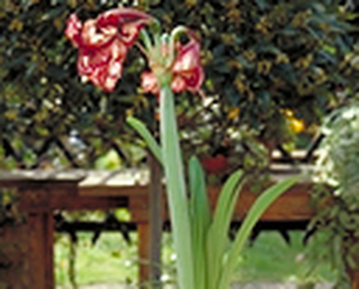 Trasplantar un hippeastrum   paso 4