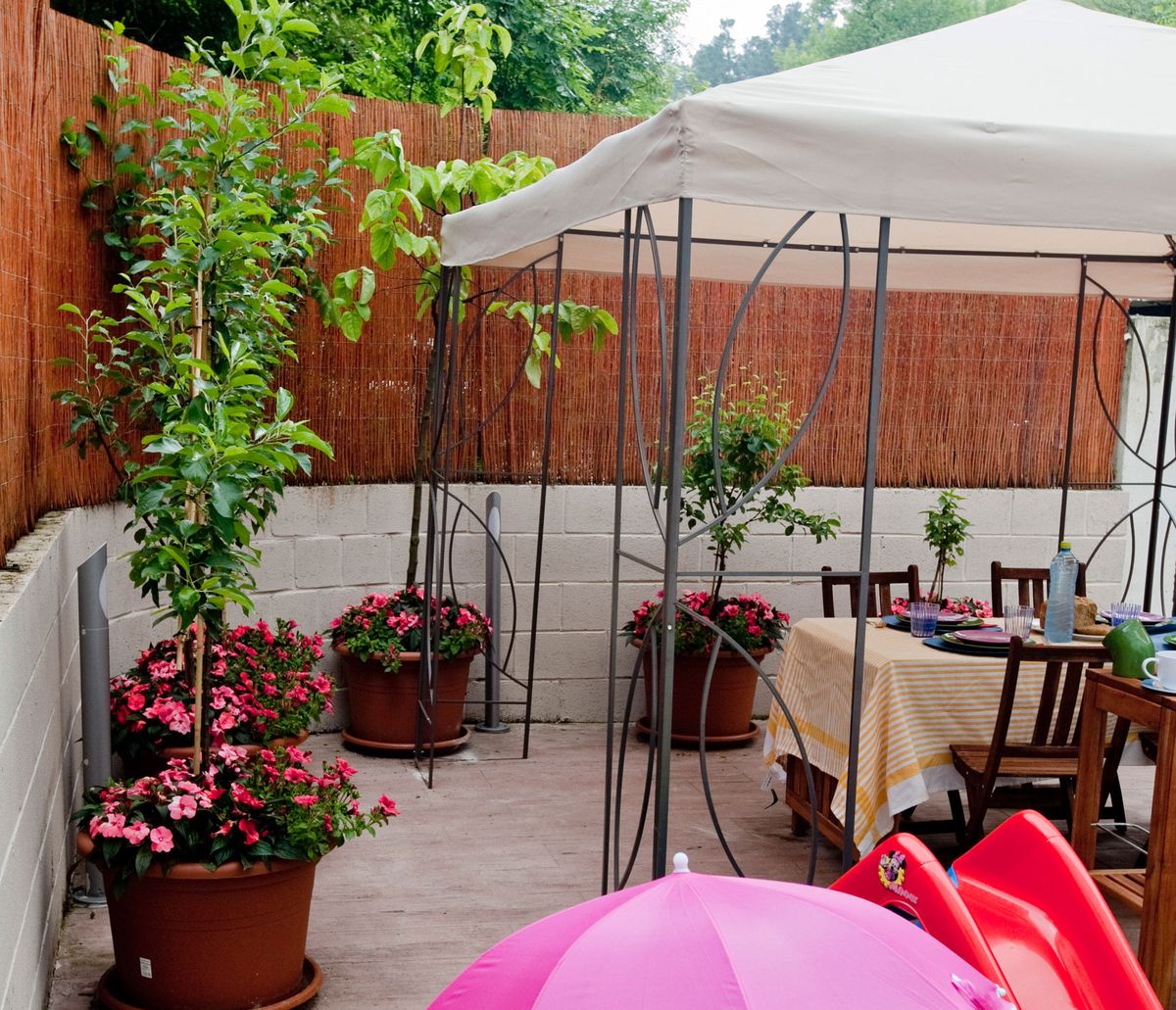 arboles frutales en la terraza xl