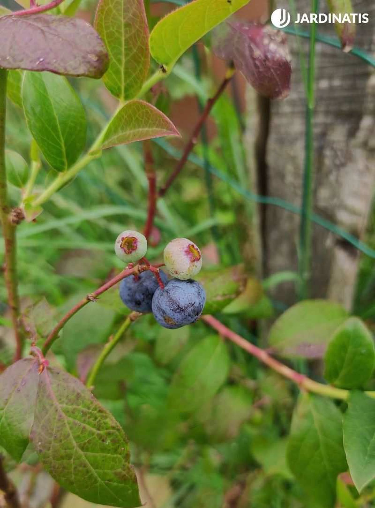 Arándano en el arbusto
