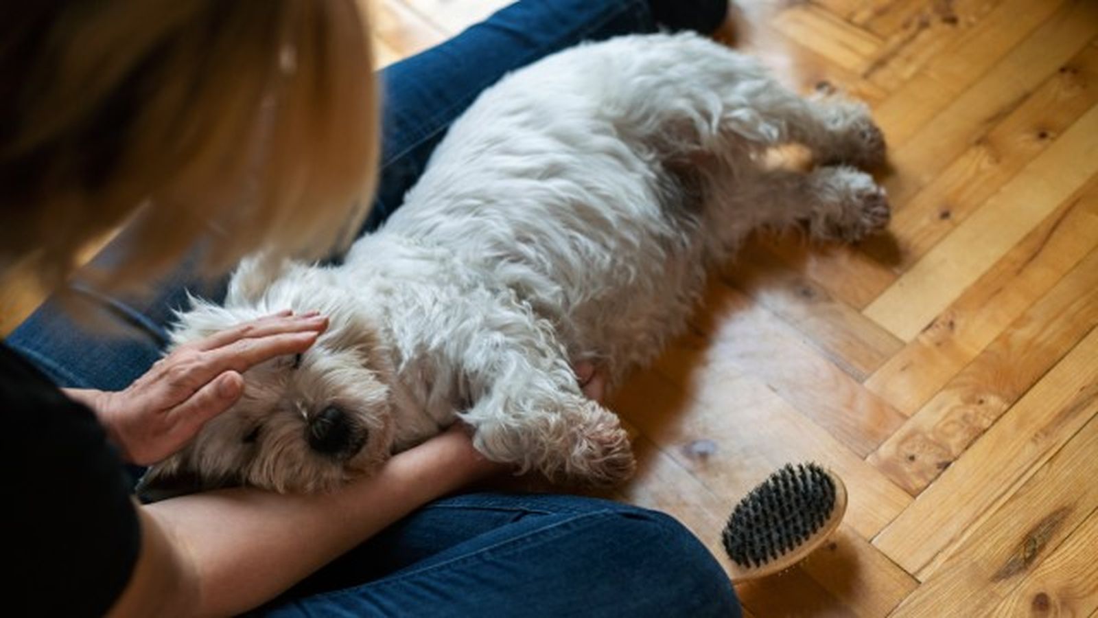 como saber si mi perro tiene fiebre 10 como saber si mi perro tiene fiebre 10