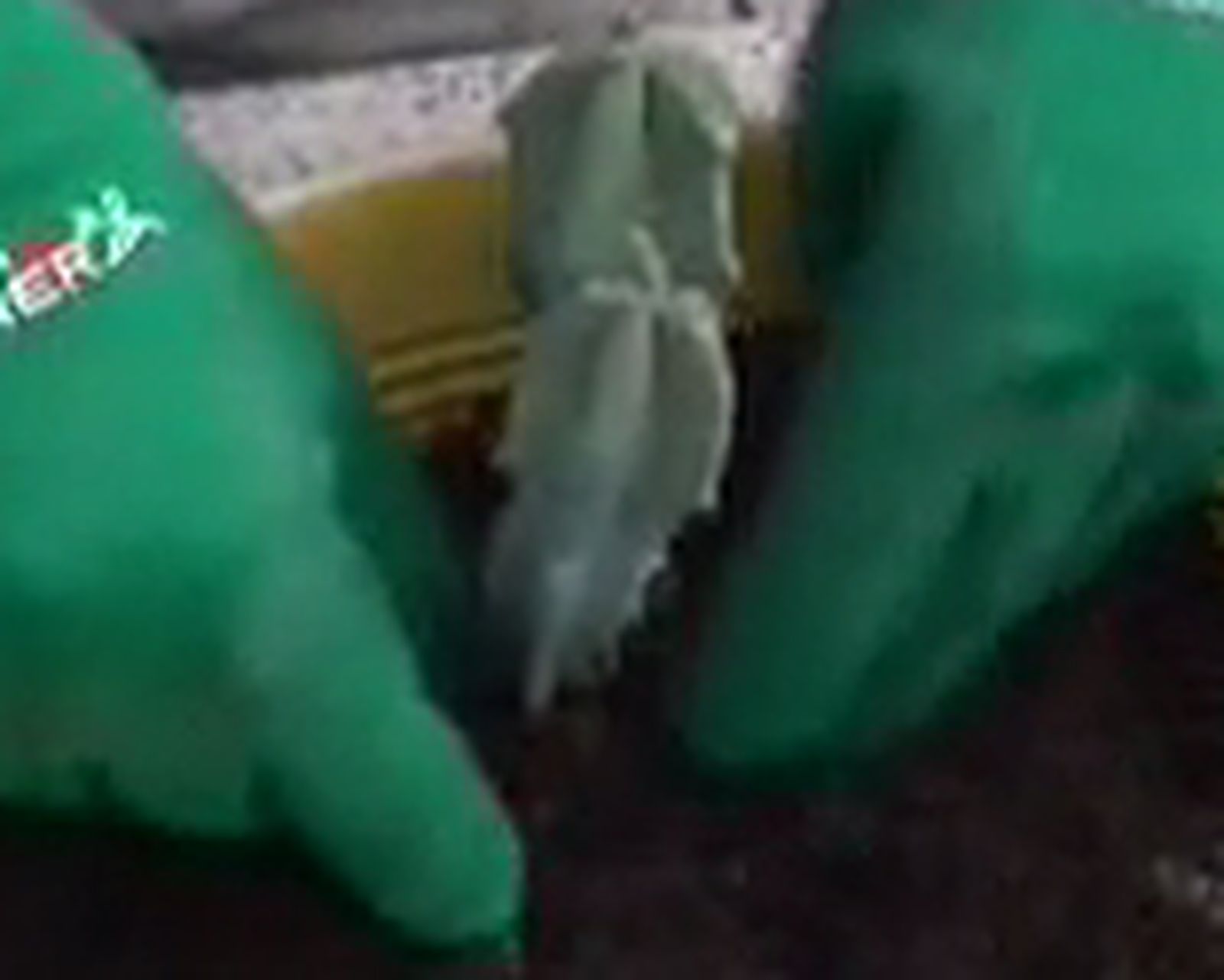 Composicion con cactus paso 4 Composicion con cactus paso 4