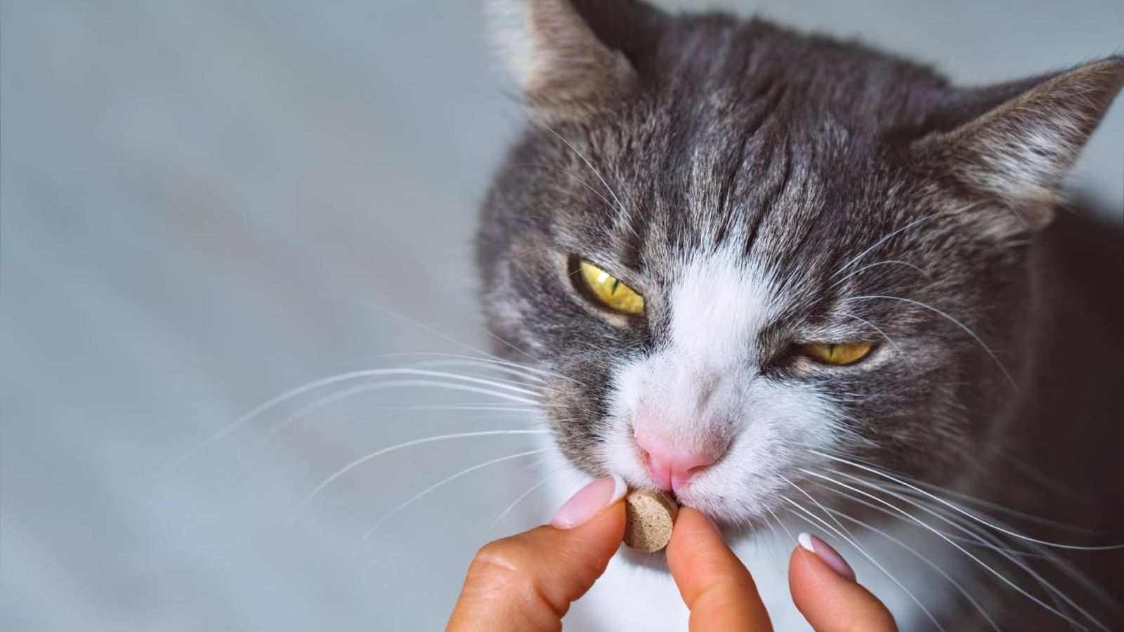 Los probióticos para gatos son suplementos alimenticios que contienen microorganismos vivos. Los probióticos para gatos son suplementos alimenticios que contienen microorganismos vivos.