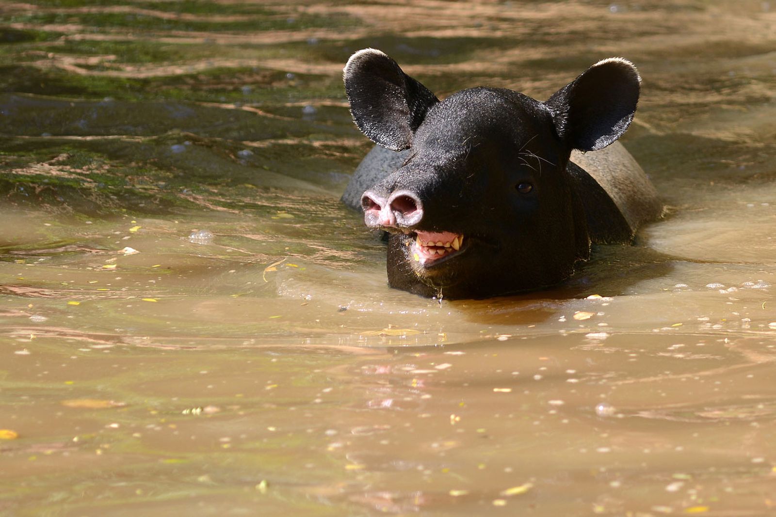tapir malayo agua tapir malayo agua