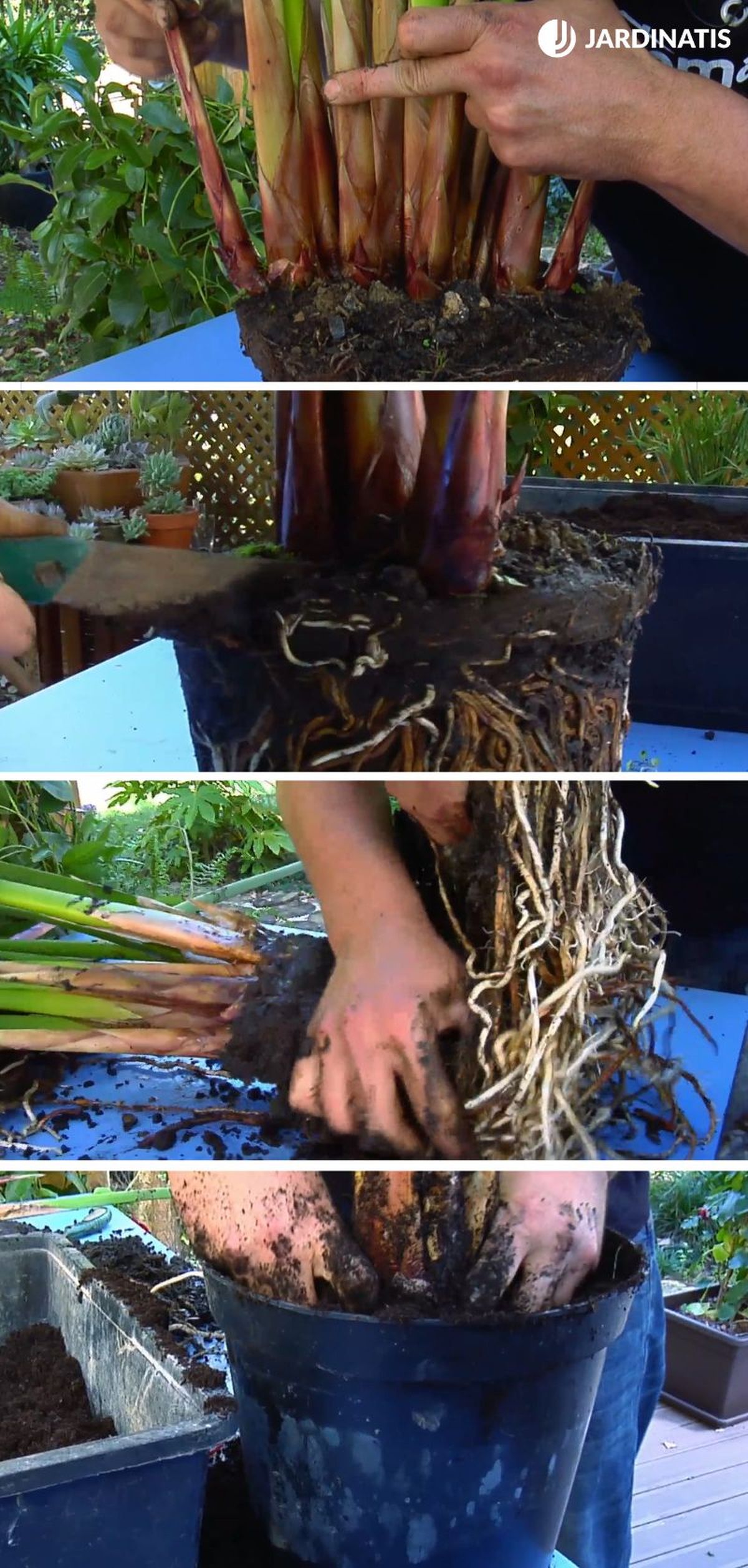 Paso a paso de la división de mata del papiro