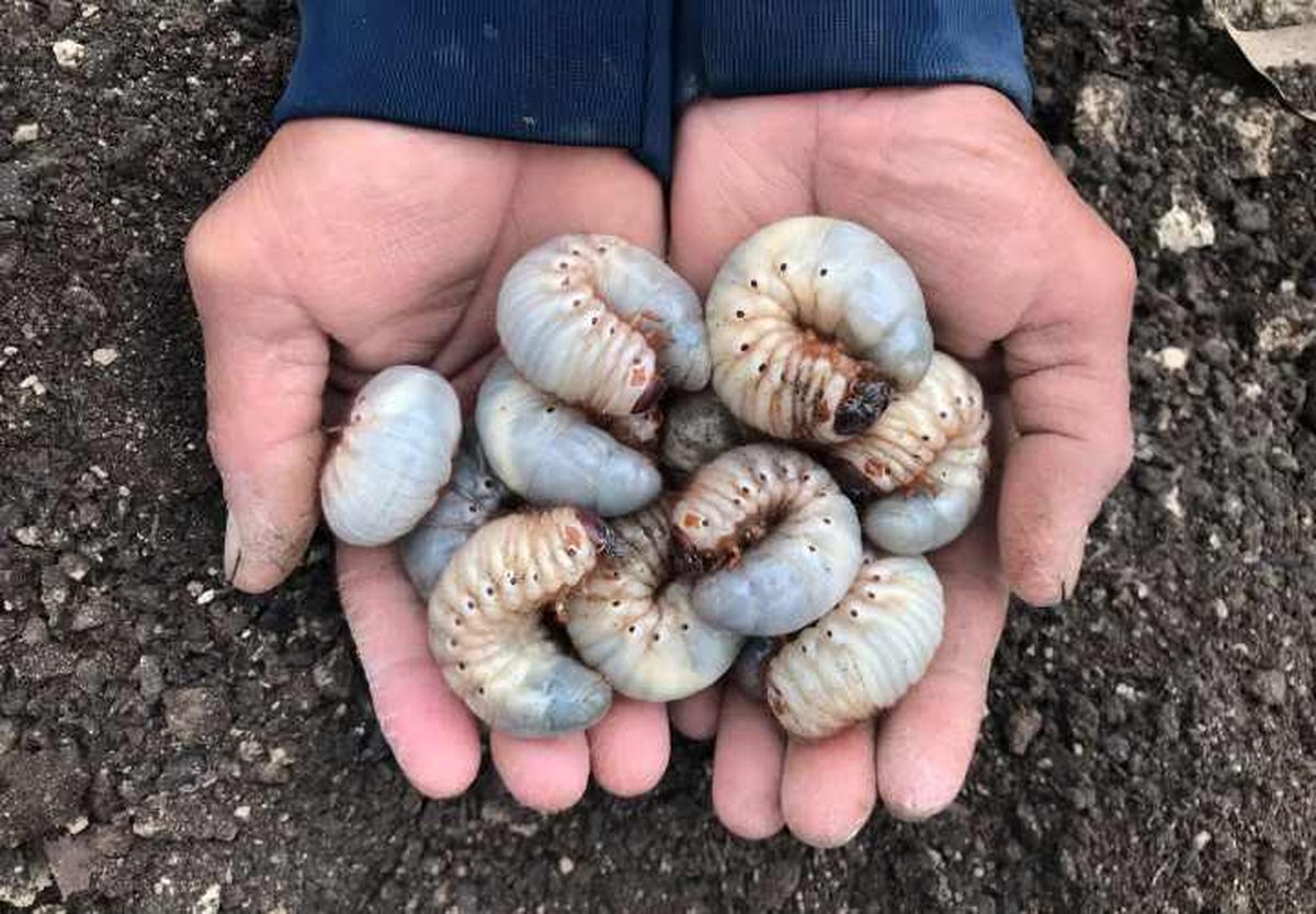 larvas escarabajo estiercol