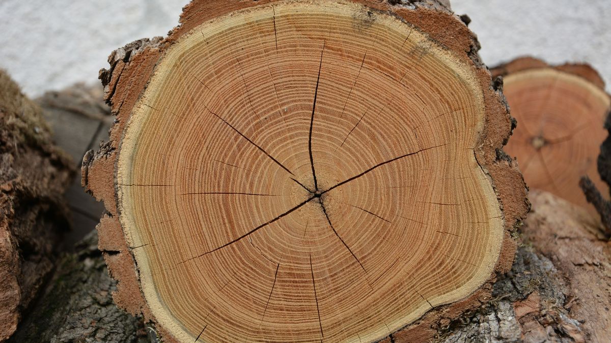 Es importante interpretar bien los anillos para obtener información valiosa