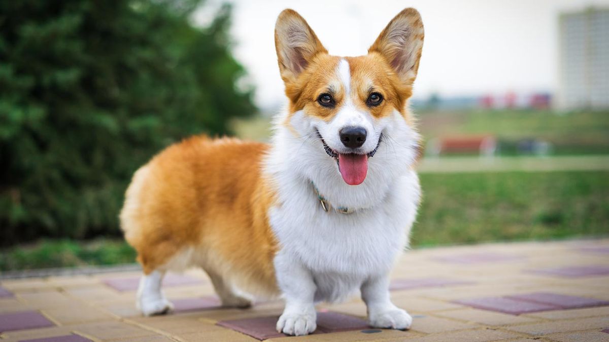 razas perros pequenos 7 corgi