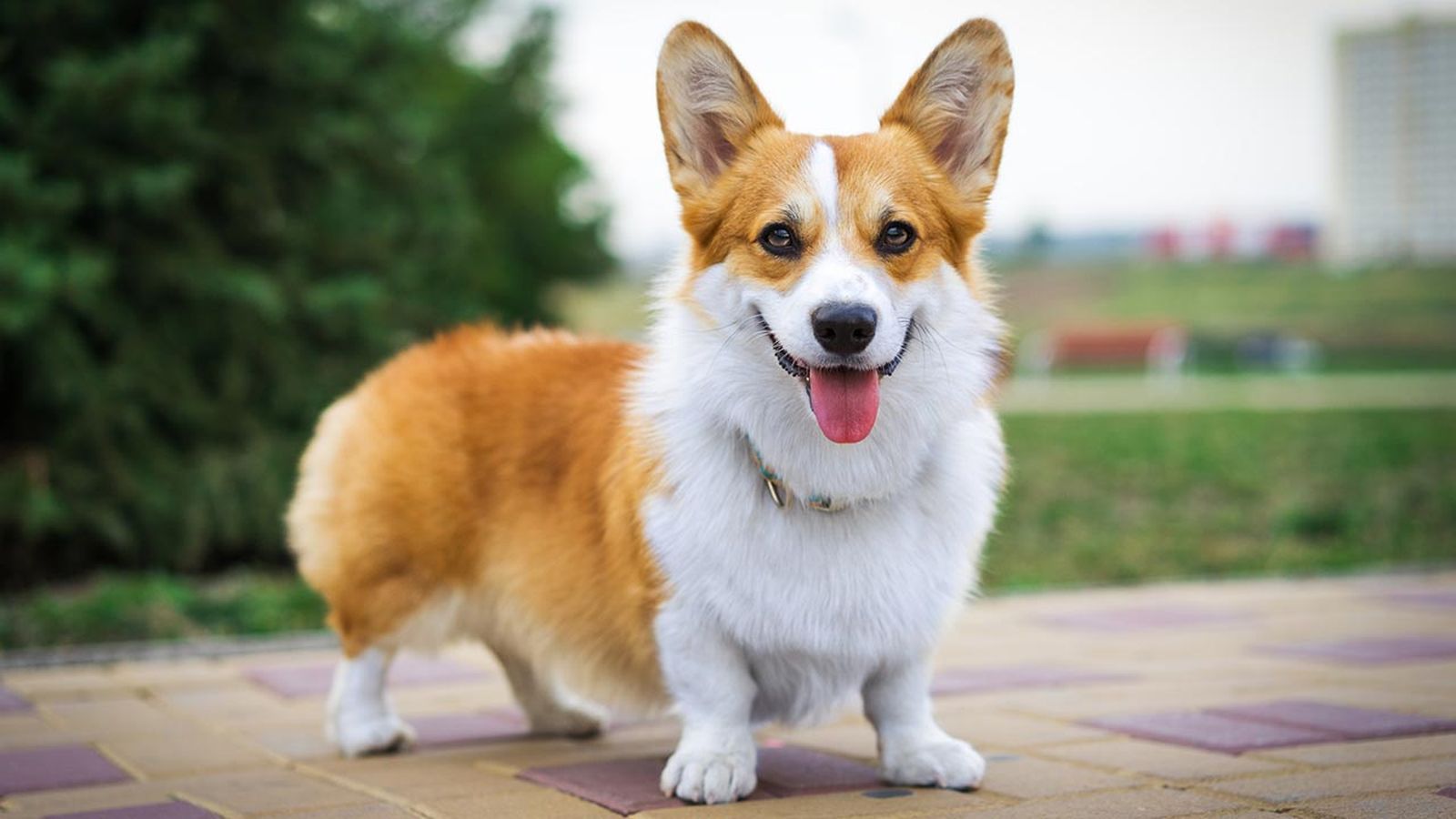 razas perros pequenos 7 corgi