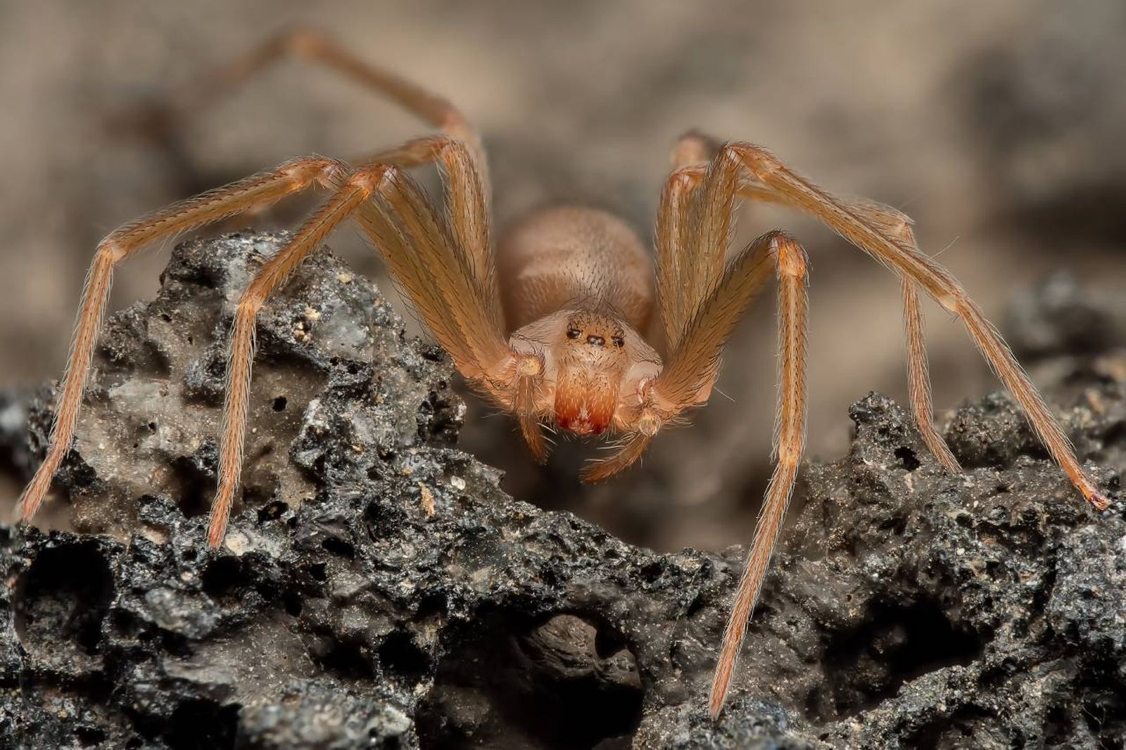 La mordedura de esta especie de araña es temida por su potente veneno.