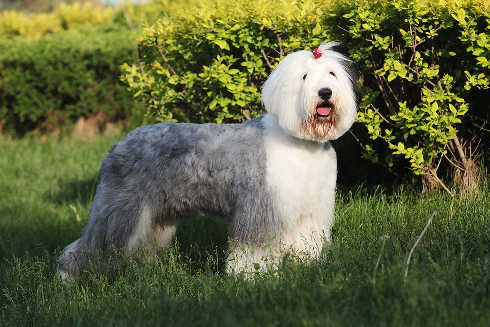 mascotas perros raza bobtail 5 mascotas perros raza bobtail 5