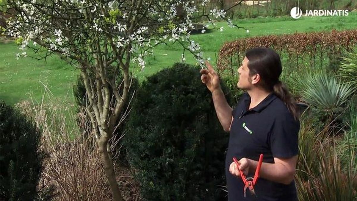 deco 771 jardin poncirus trifoliata caracteristicas