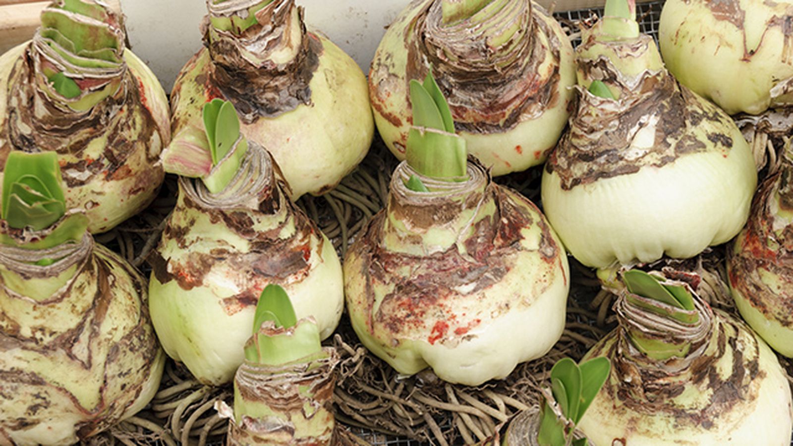 bulbos de amarilis bulbos de amarilis