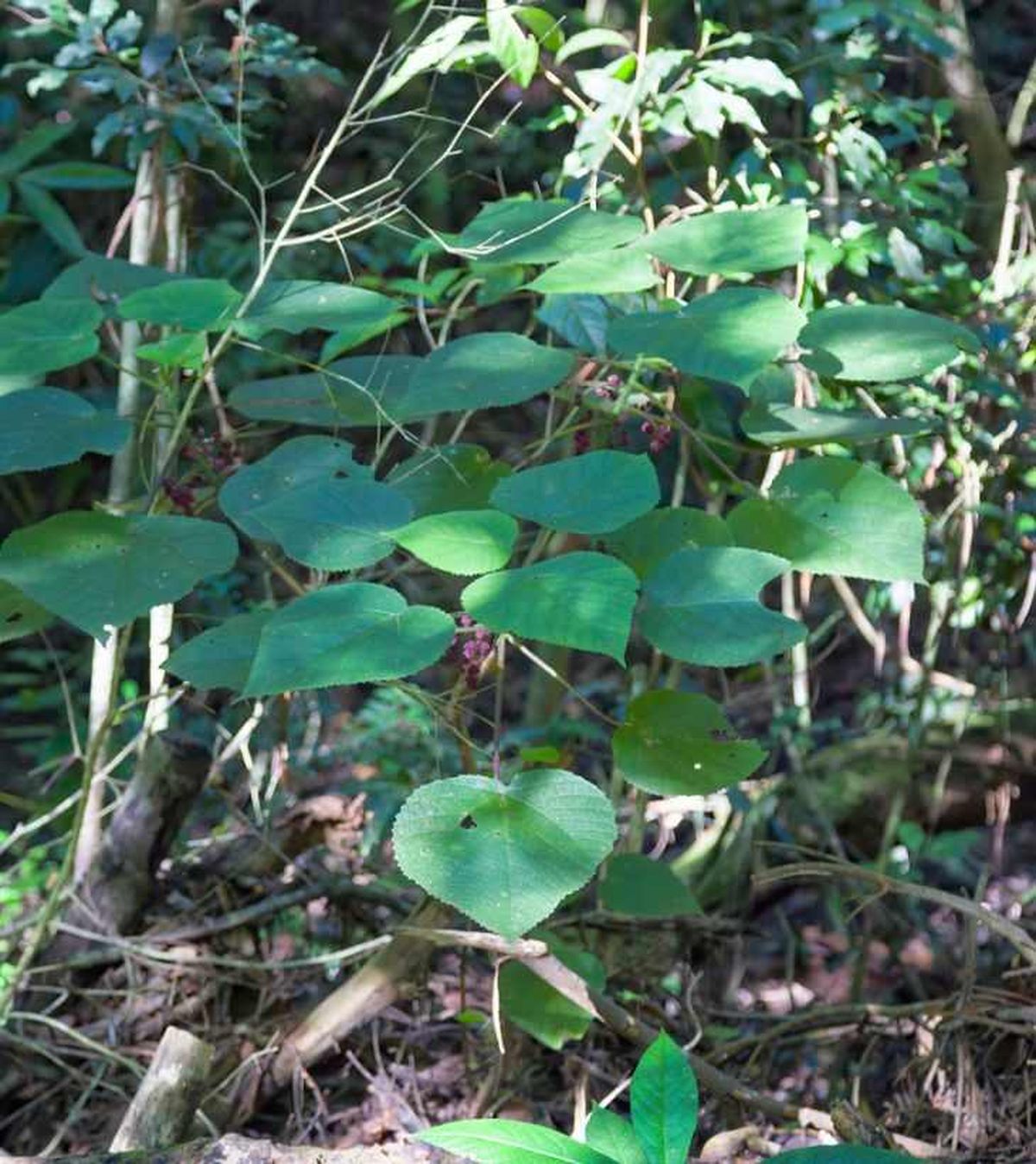 Planta suicida en su hábitat natural
