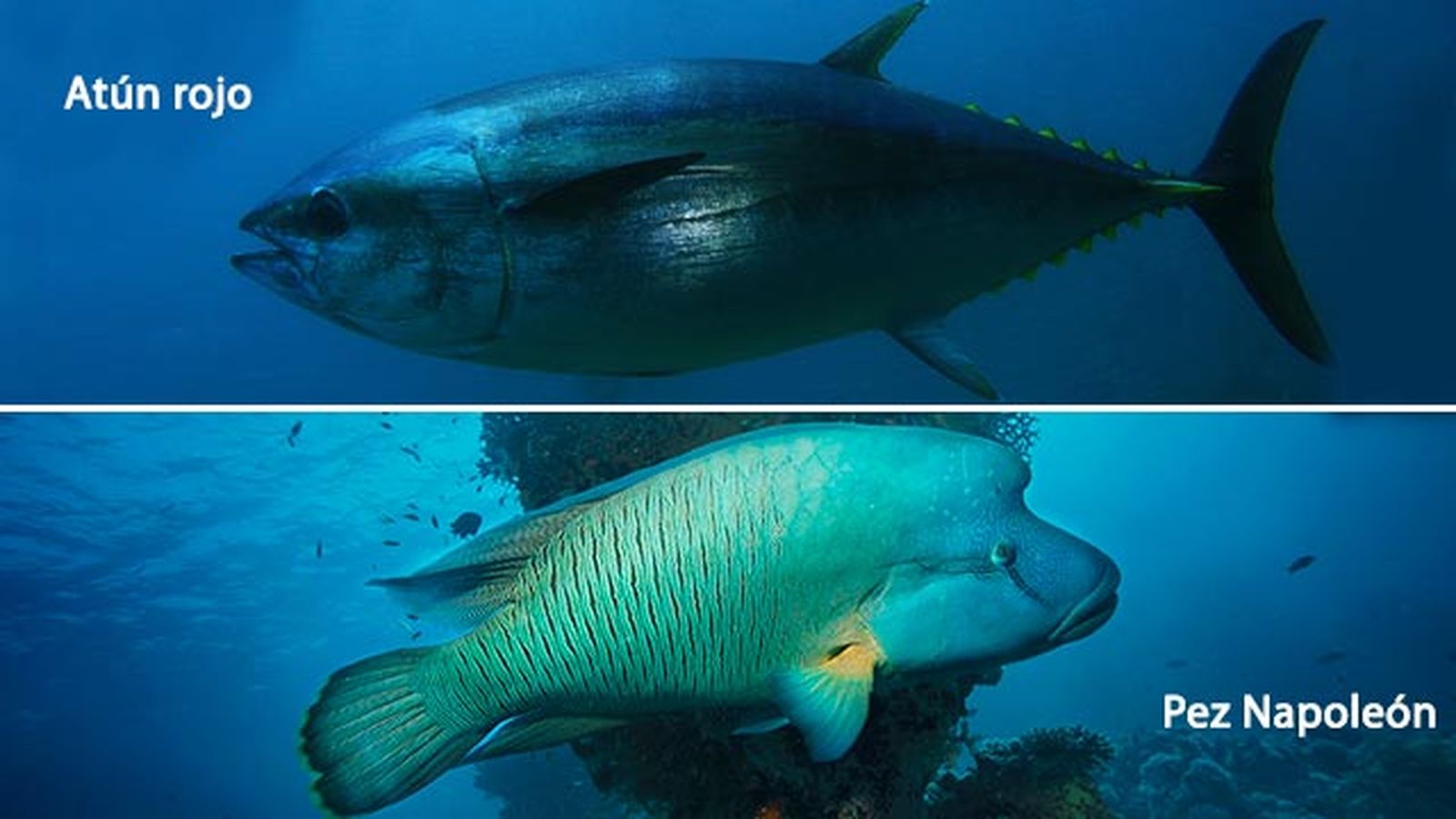 animales oceano peligro extincion atun rojo pez napoleon animales oceano peligro extincion atun rojo pez napoleon
