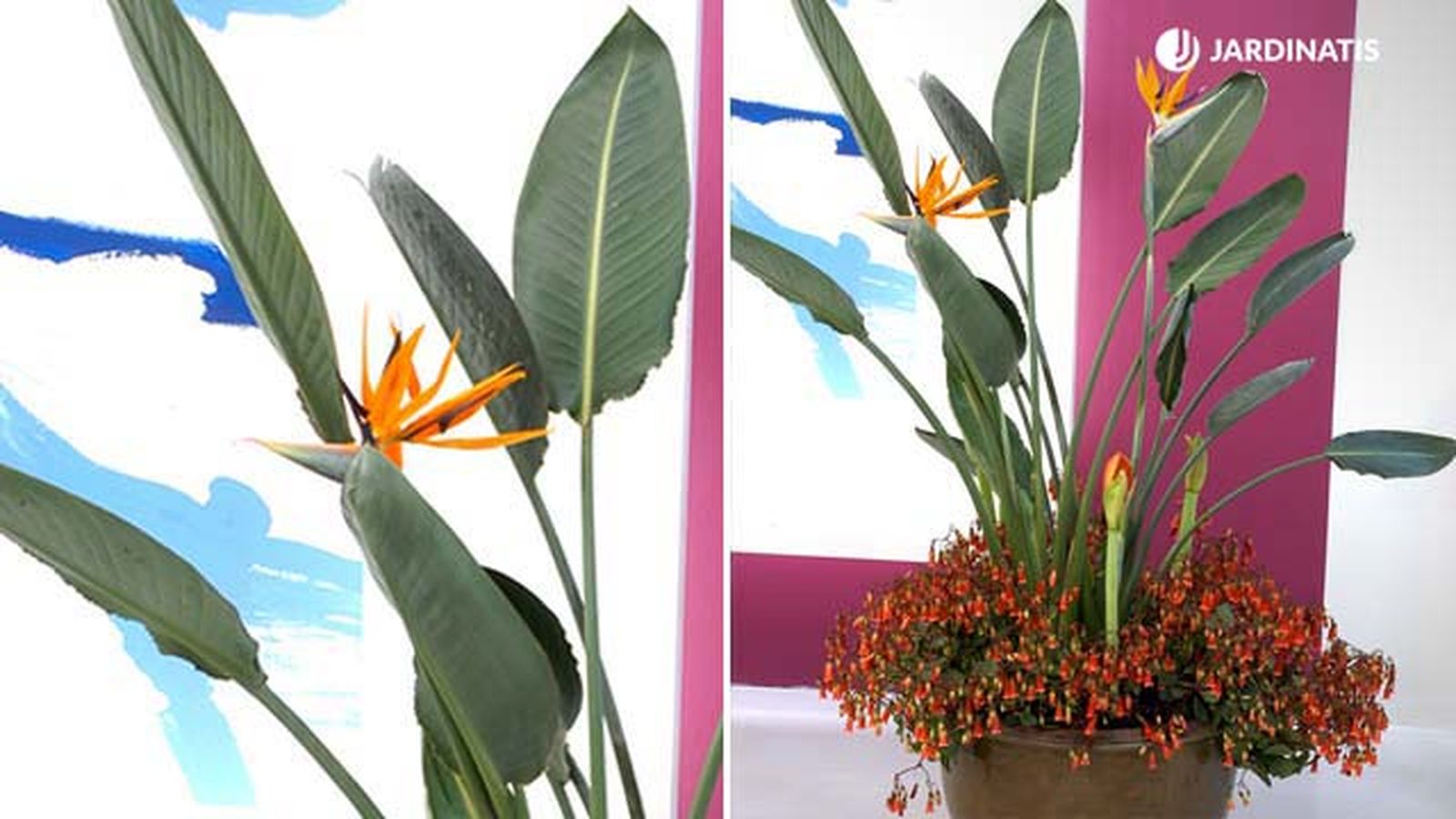 composicion con ave del paraiso xl deco 081
