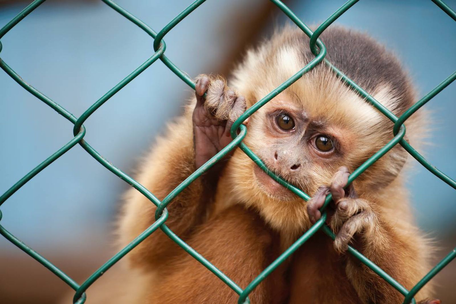 Lo importante de la jaula no son los barrotes, sino la pérdida de la libertad del animal.
