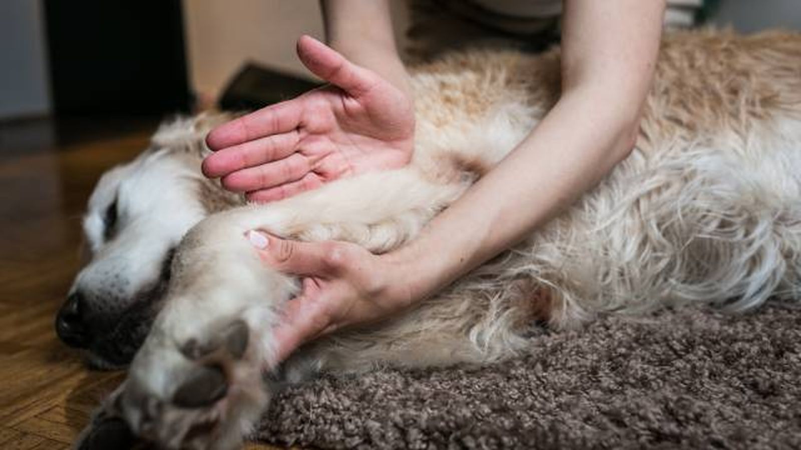 fisioterapia perros masajes en casa fisioterapia perros masajes en casa