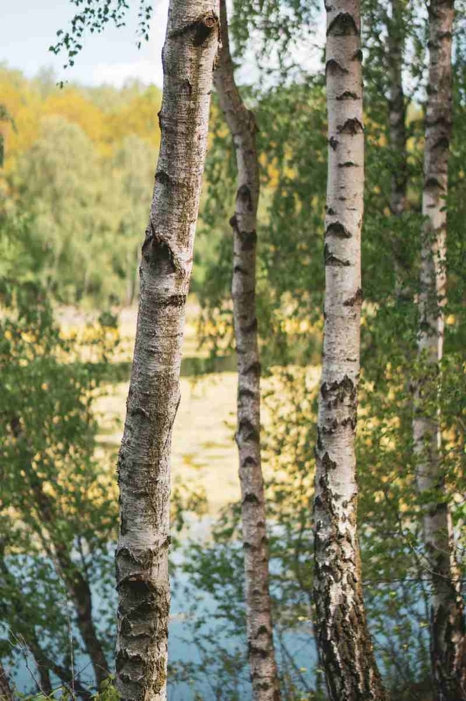Betula pendula. Betula pendula.
