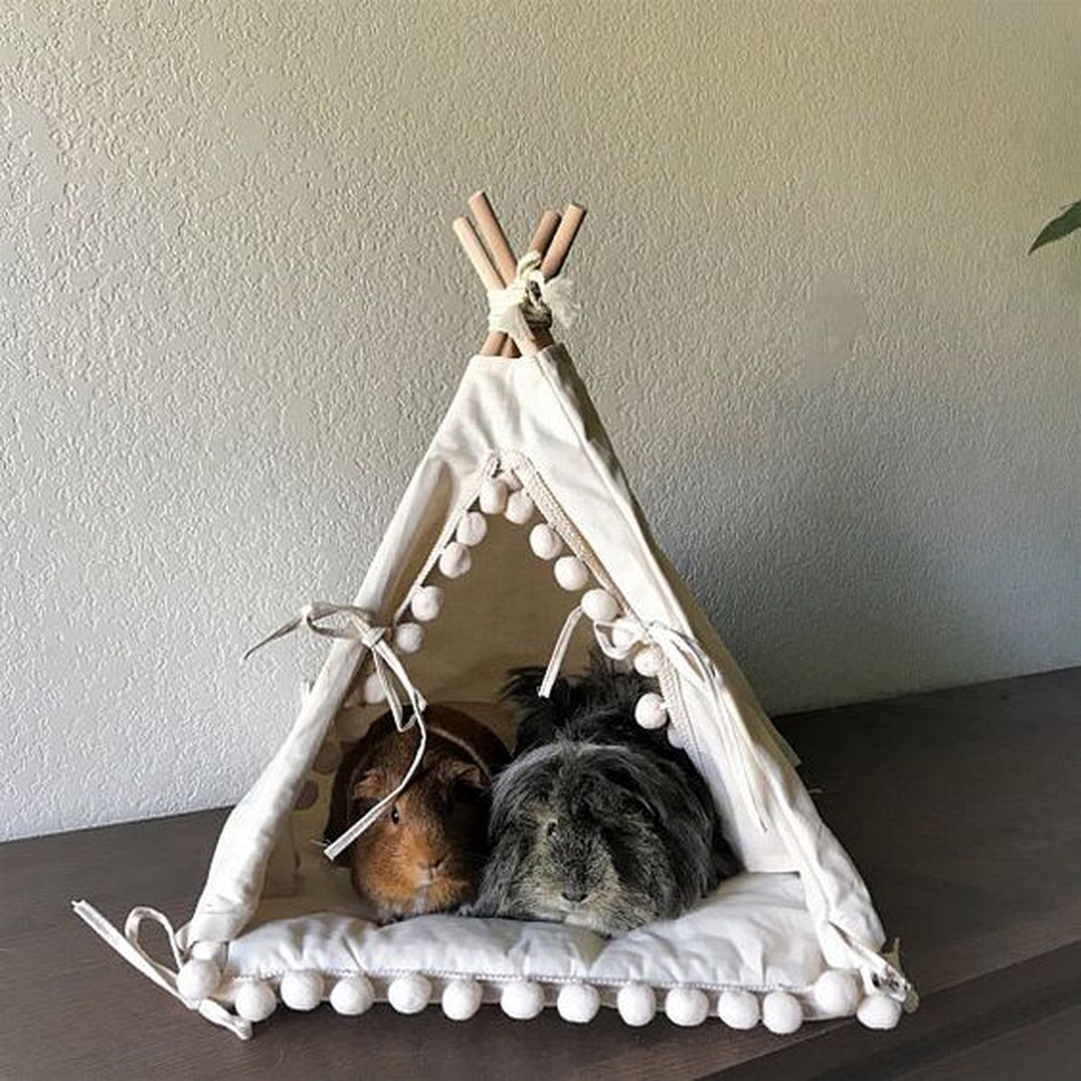 tipi para cobayas