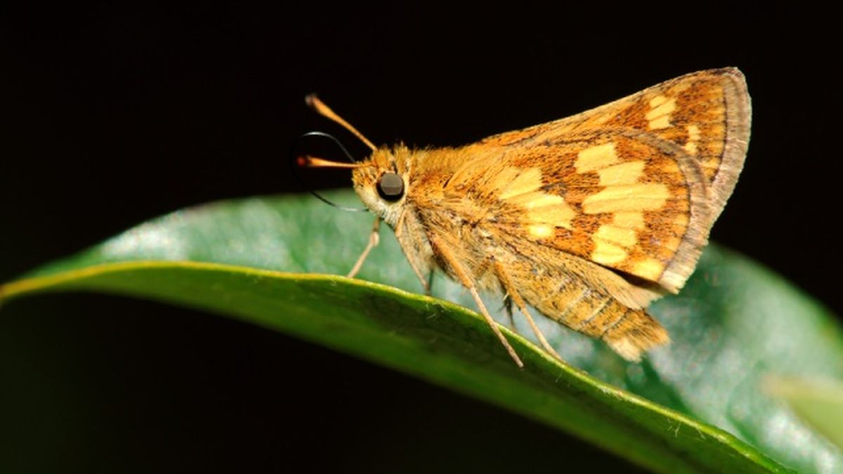 animales nocturnos polilla