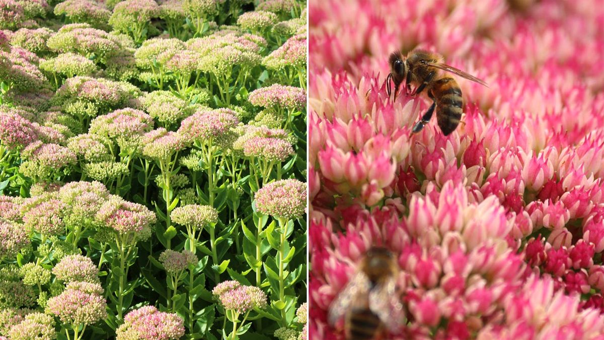 Sedum spectabile