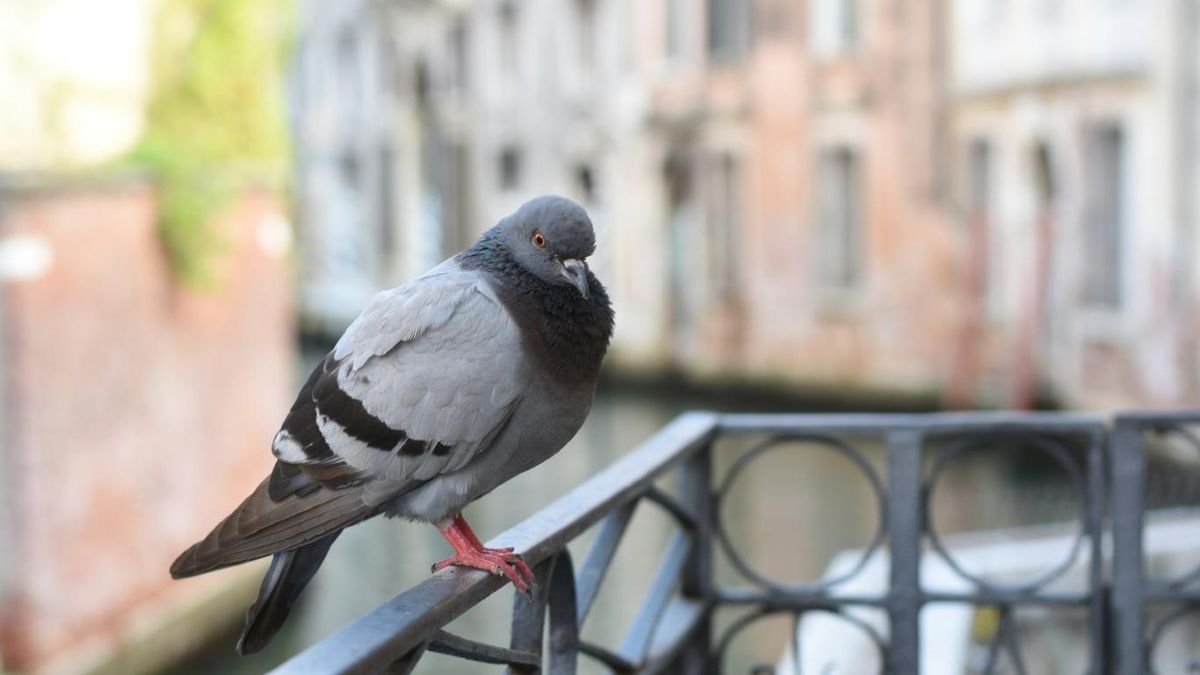 Paloma en una barancilla de la terraza