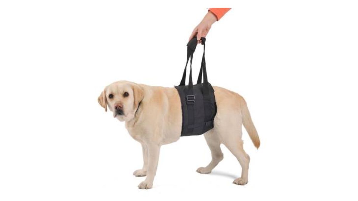 arnes ortopedico perros  ortocanis amazon
