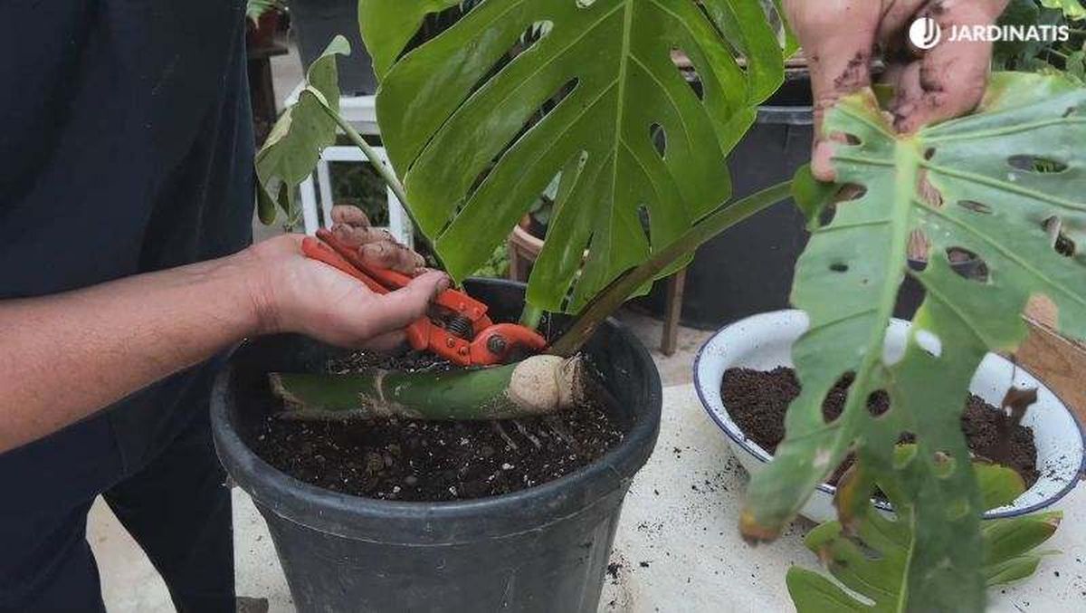 Cortar hojas dañadas de la costilla de Adán