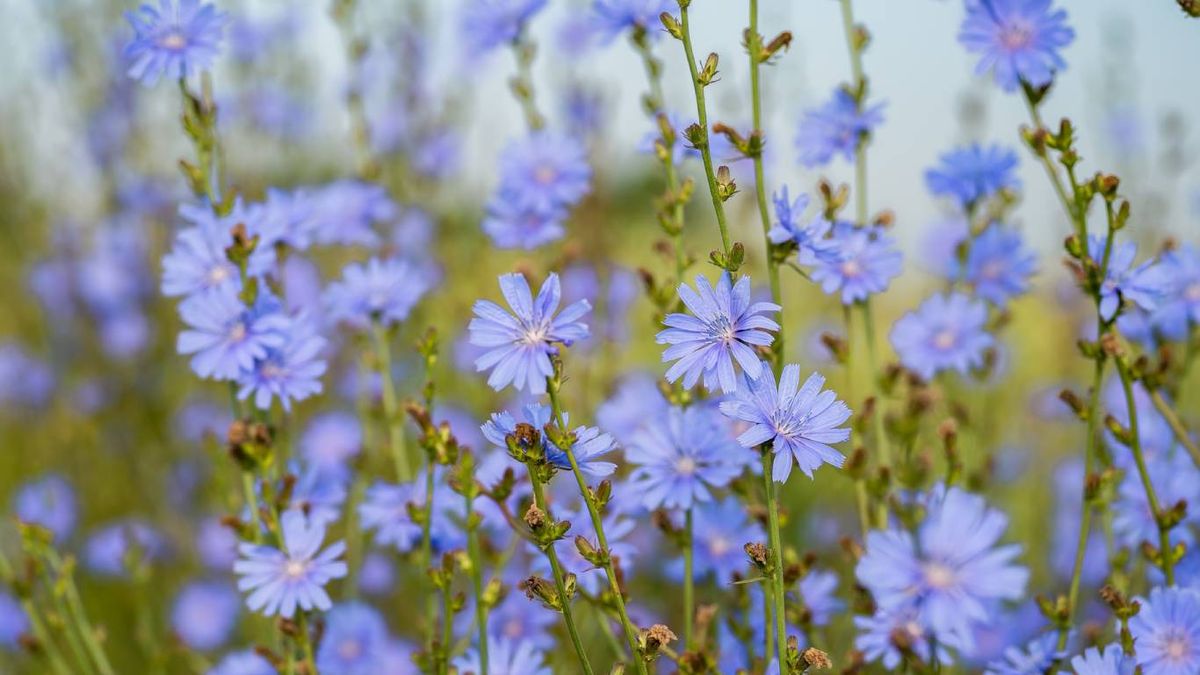 Plantas que mejoran la calidad del suelo: Achicoria