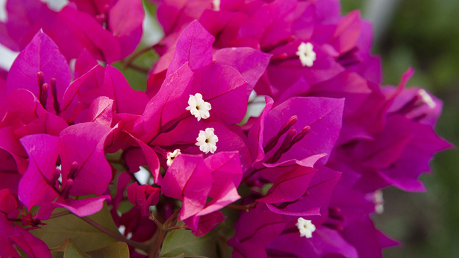 flor de la buganvilla xl flor de la buganvilla xl