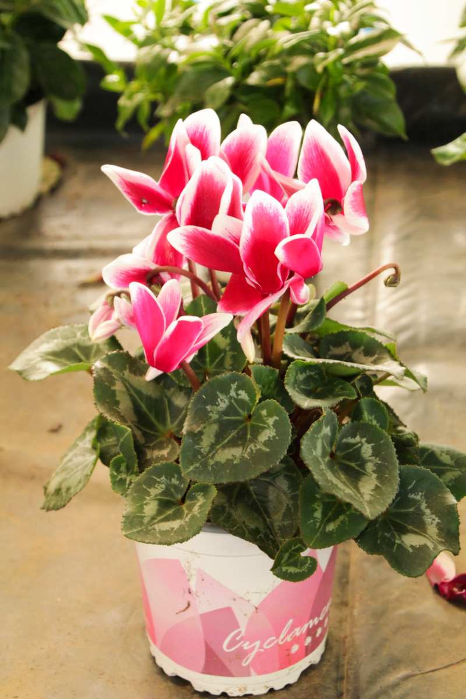 Cyclamen. Cyclamen.
