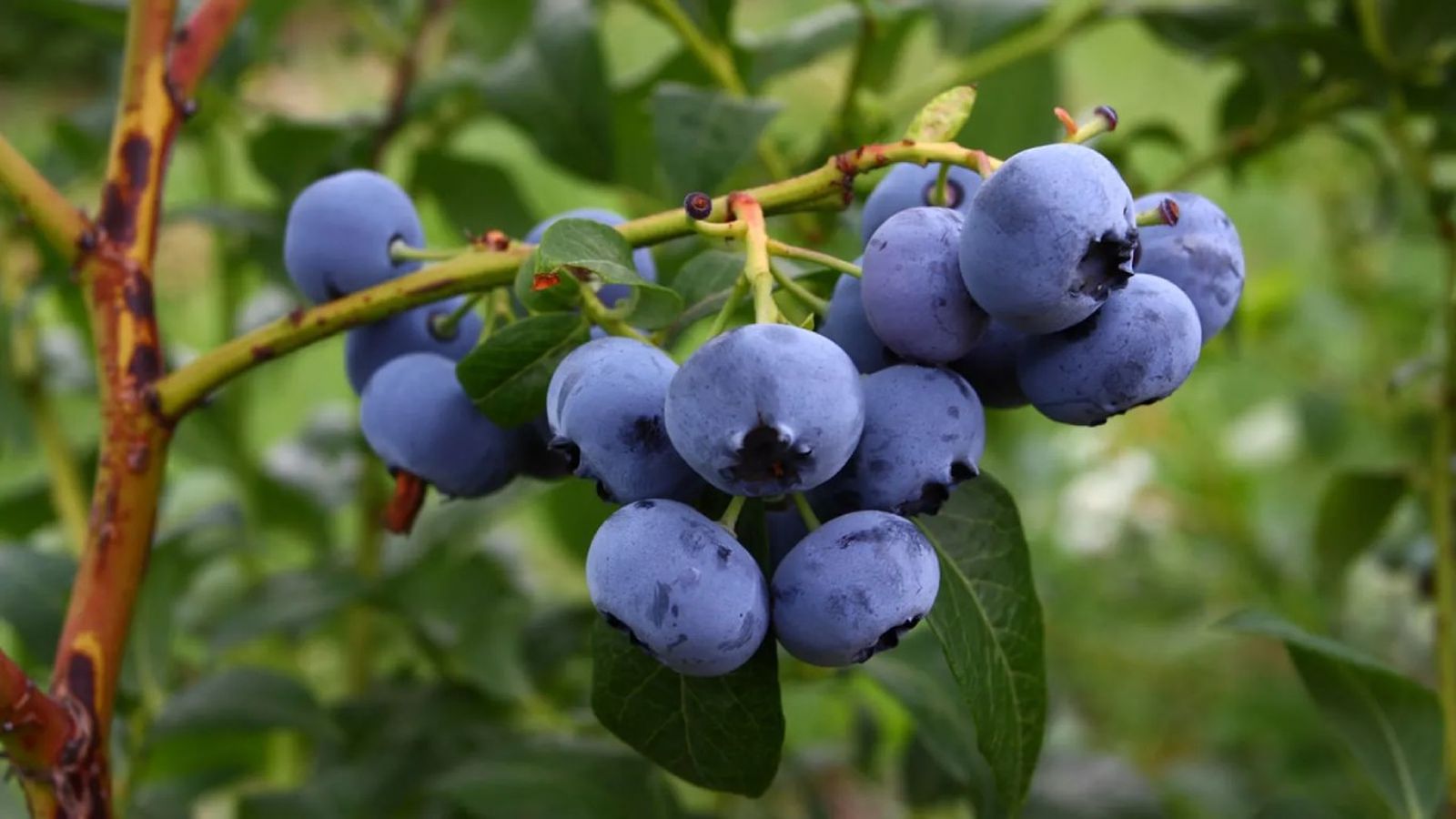 Cultivar arándanos en casa es más fácil de lo que parece.