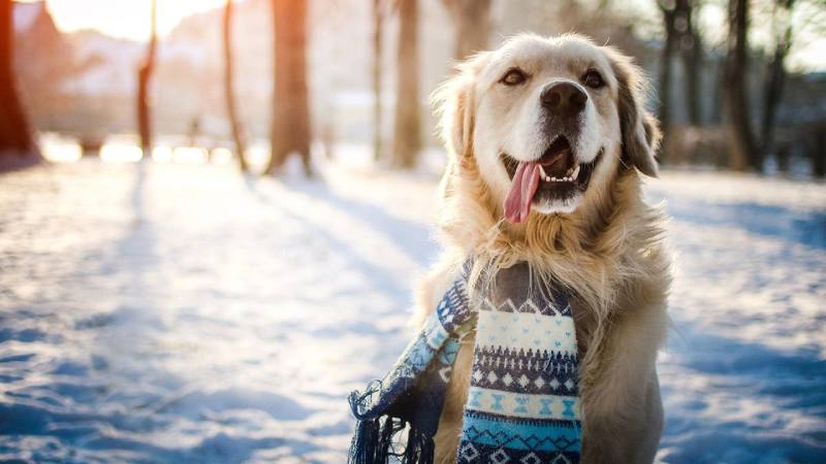 En invierno conviene proteger la piel y pelo del perro ante el frío.