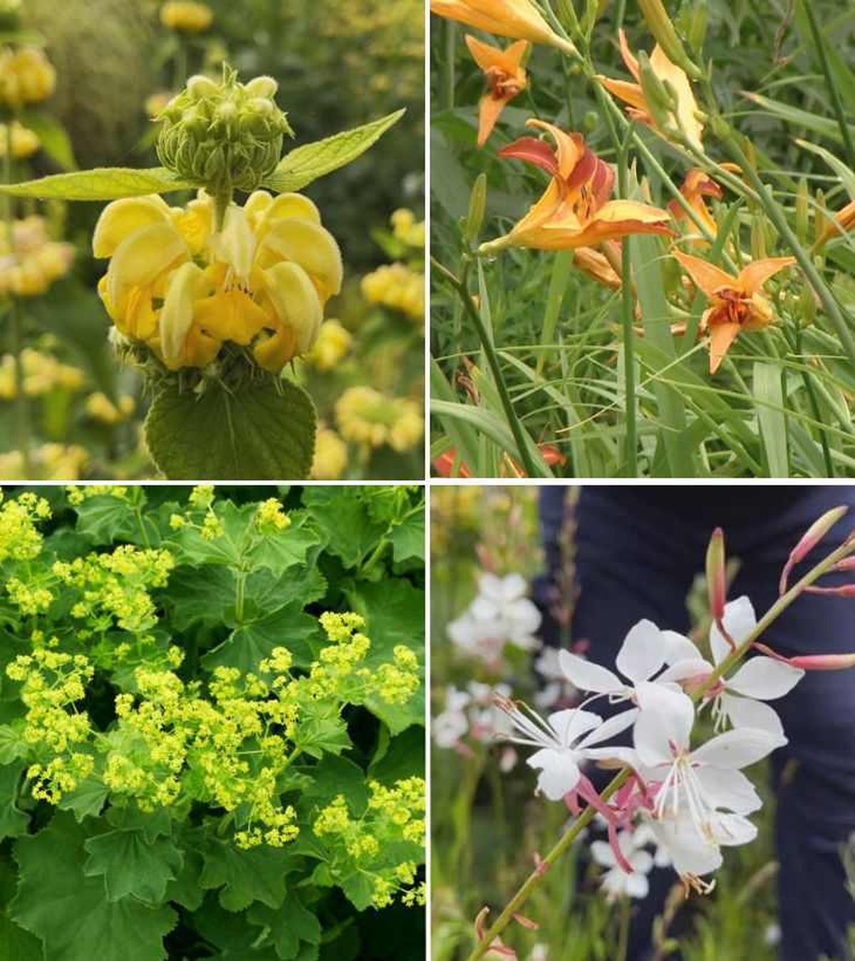 De arriba a abajo: Phlomis russeliana, lirio de un día, pie de león y gaura