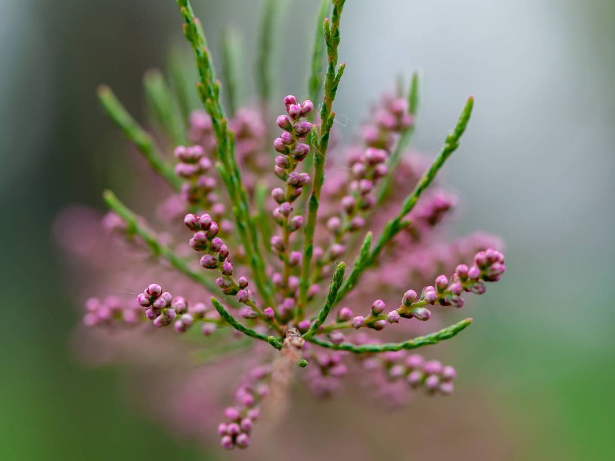 Solo debes regarlo en el trasplante y durante los primeros días.