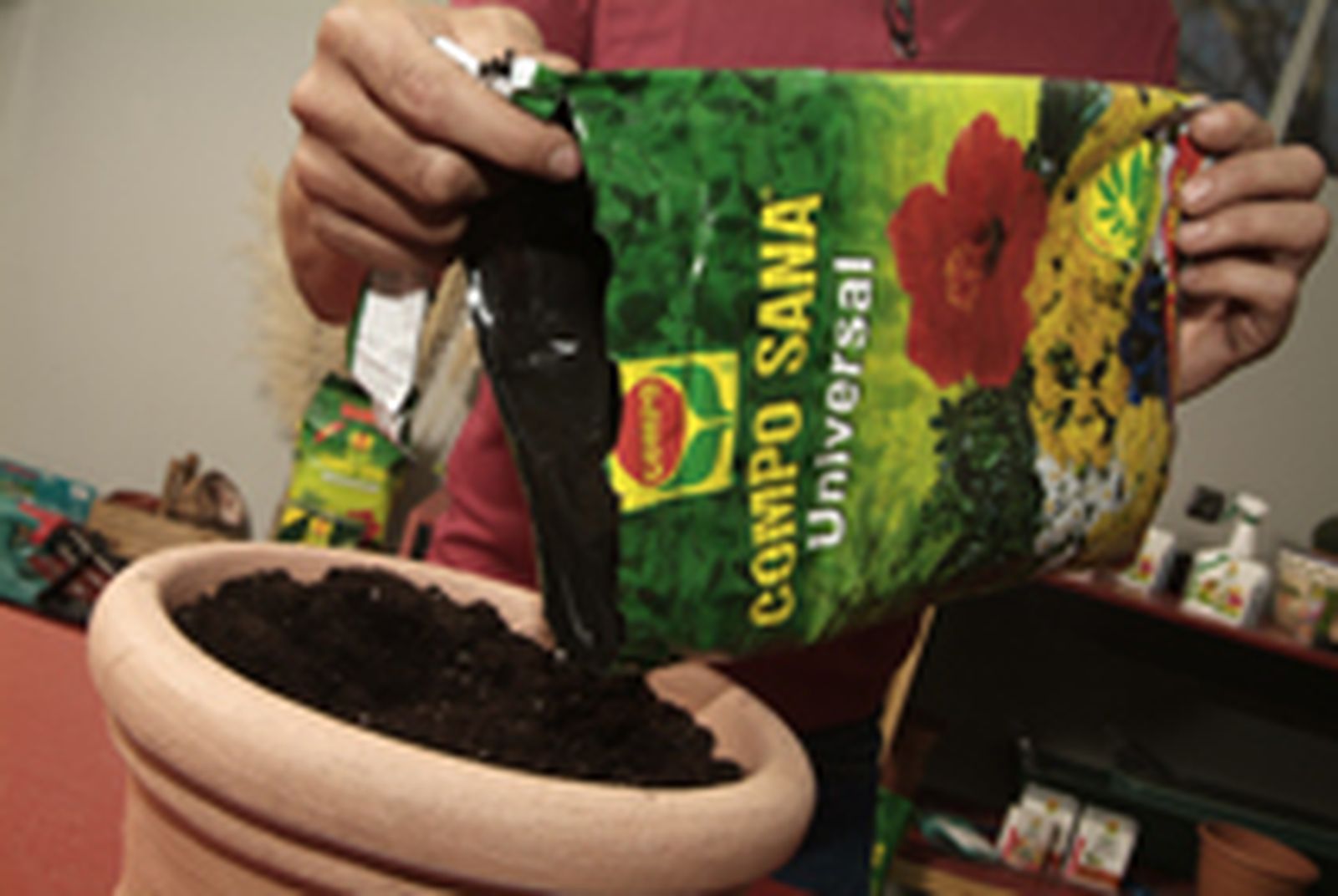 Cultivar cilantro paso 1 Cultivar cilantro paso 1