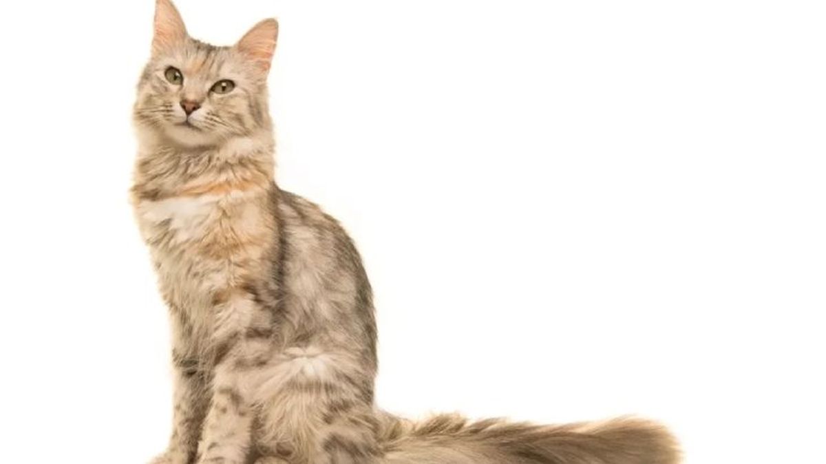 gatos hipoalergenicos oriental pelo largo