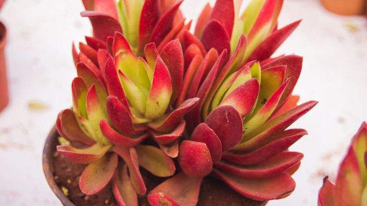 crassula capitella campfire hojas rojas