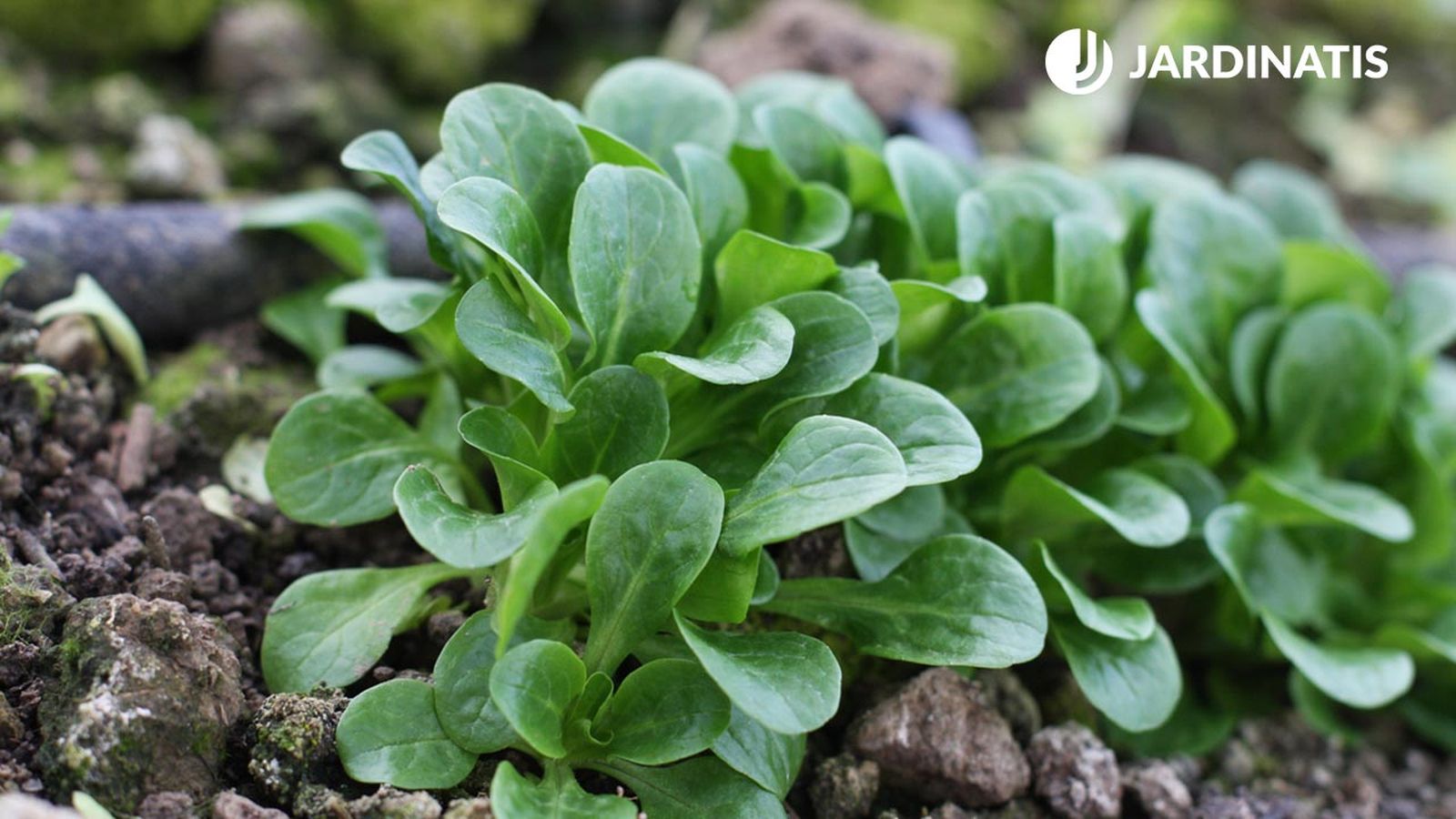 cultivar canonigos en maceta cultivar canonigos en maceta