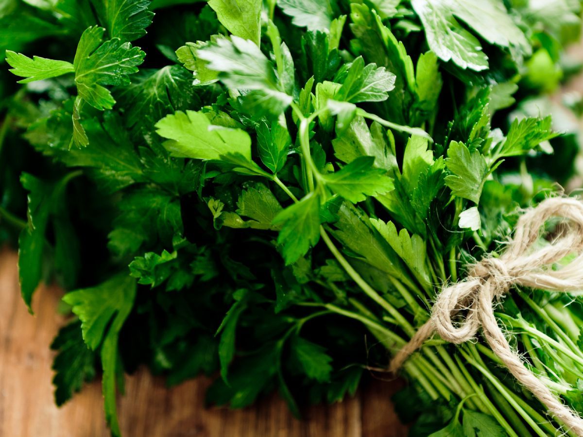 Ramillete de perejil fresco