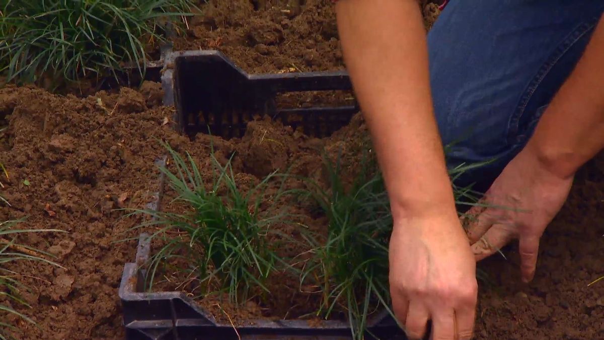deco 0652 jardineria reverdecer camino losetas ophiopogon paso 3