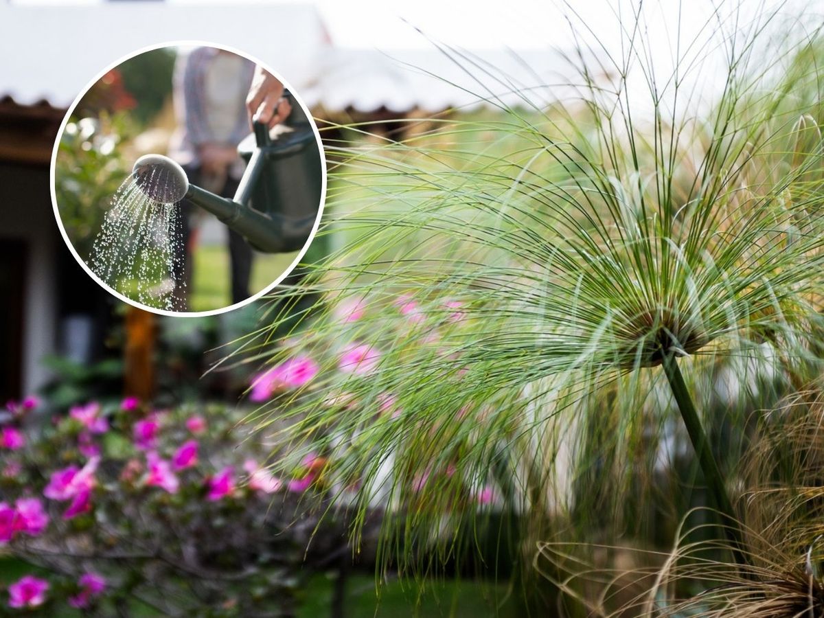 Existe una manera sencilla de saber cuándo volver a regar tus plantas acuáticas.
