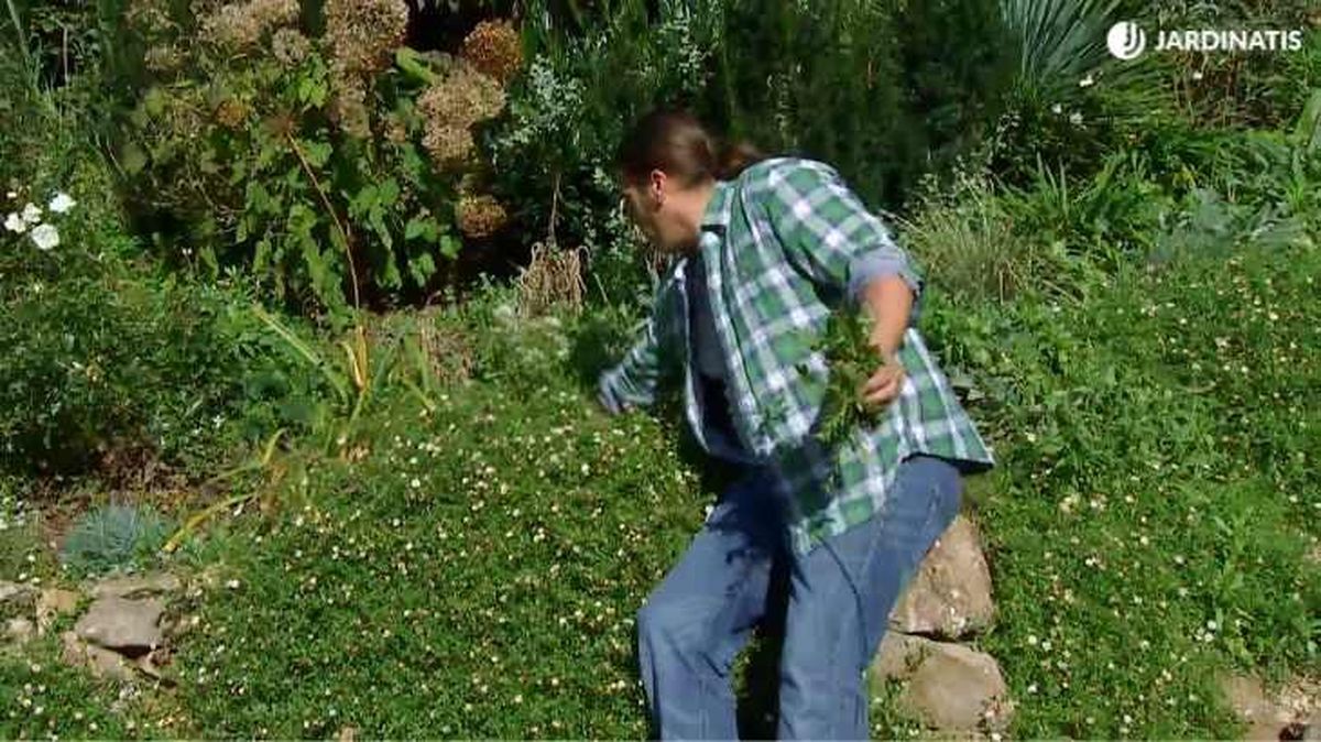 Iñigo Segurola arrancando parte del manto de margarita cimarrona