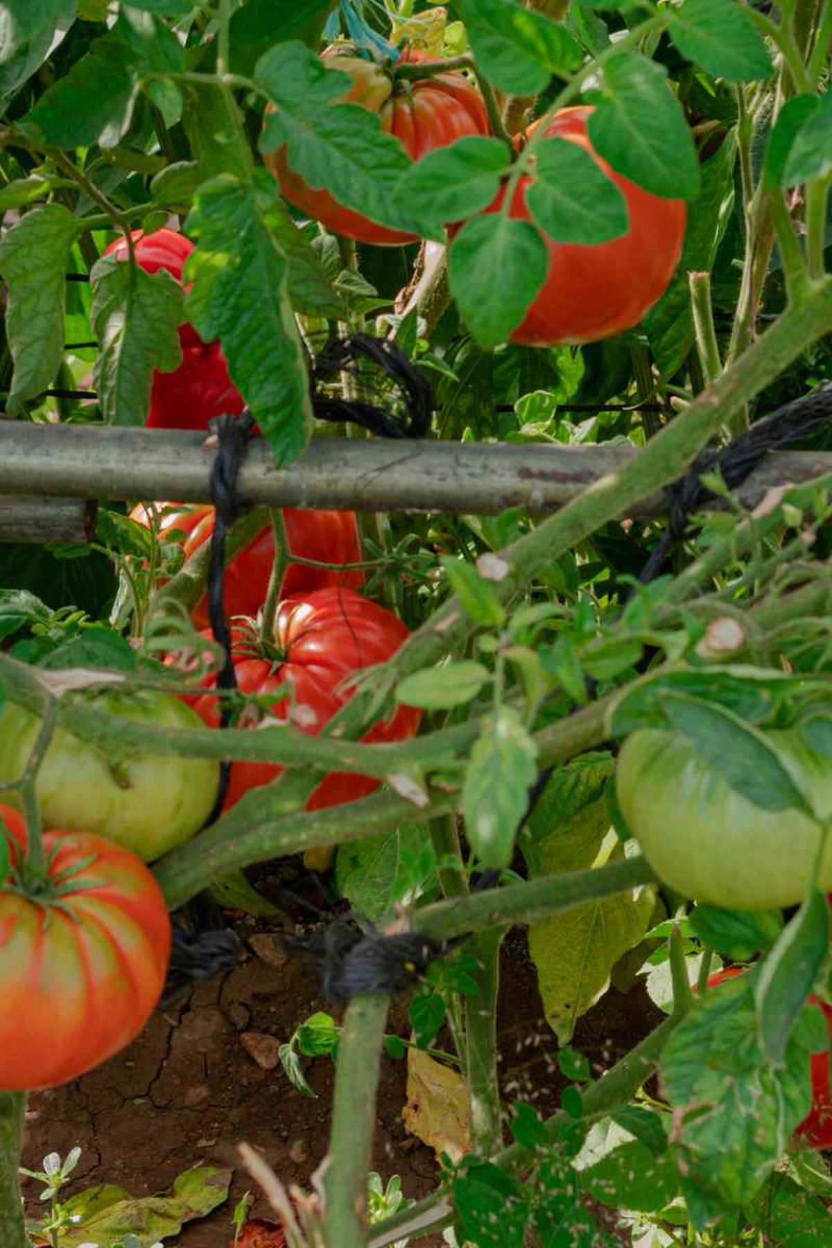 No podes tu tomatera si llueve
