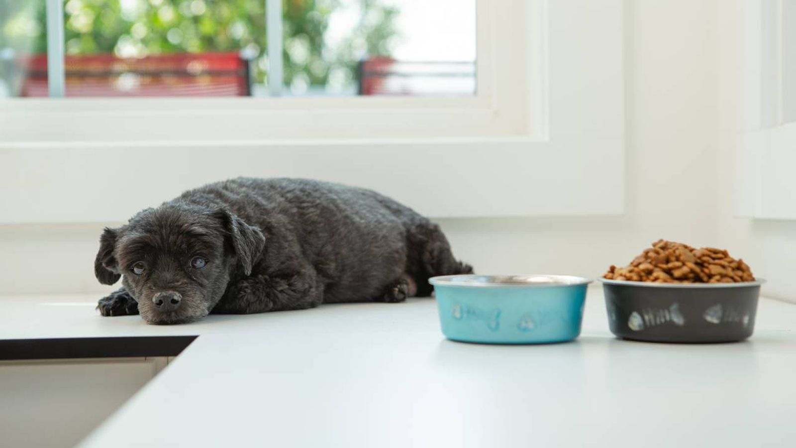 El chocolate es uno de los alimentos tóxicos para perros El chocolate es uno de los alimentos tóxicos para perros