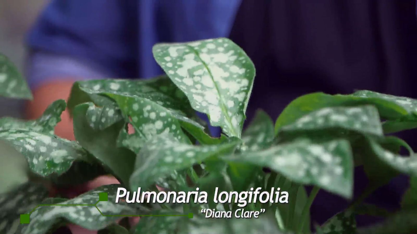 brico 0959 brumera pulmonaria pulmonaria longifolia diana claire brico 0959 brumera pulmonaria pulmonaria longifolia diana claire
